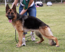 German Shepherd Sundaneka Calypso Queen